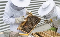 Nie tylko miód — jakie wyroby pszczele warto wprowadzić do diety?